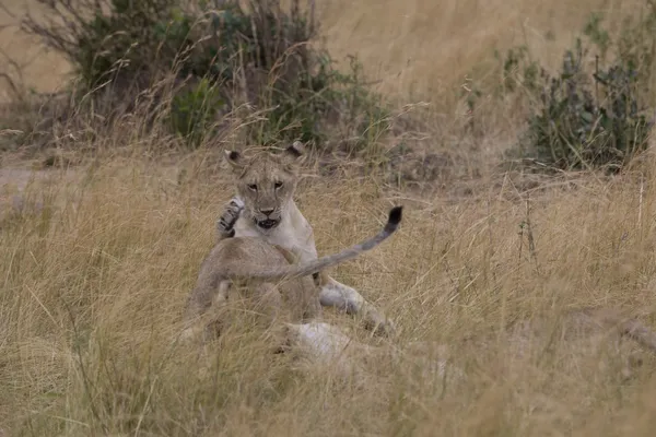 Jóvenes Leones juegan a la lucha en el Masai Mara —  Fotos de Stock