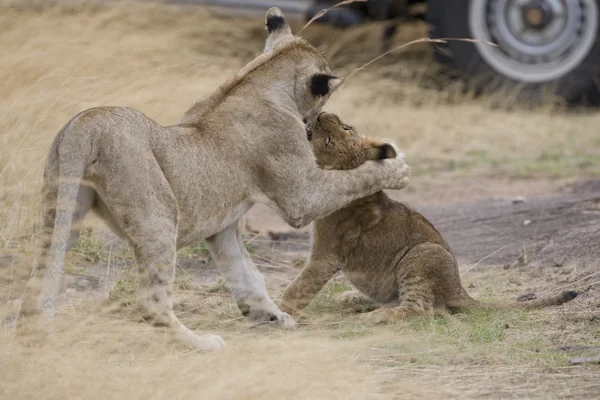 Leeuwenwelpen spelen voor safari goers — Stockfoto