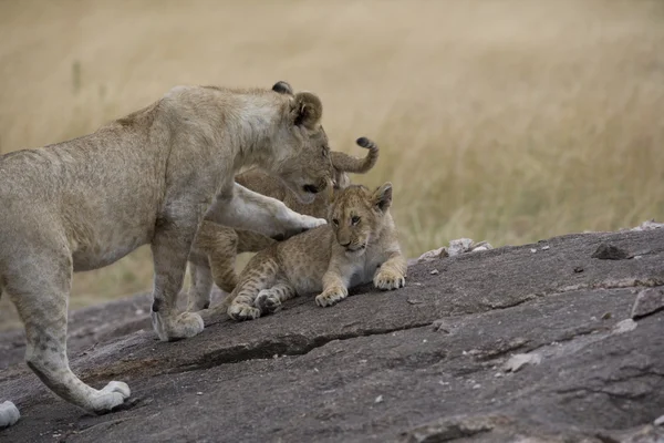 Lví hrdost masai mara - Keňa — Stock fotografie