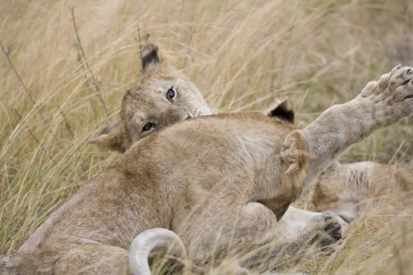 Νεαρό λιοντάρι να παίξετε την πάλη στο το Μασάι Μάρα — Φωτογραφία Αρχείου