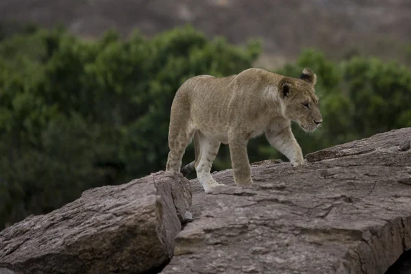 Leão macho jovem na Masai Mara — Fotografia de Stock