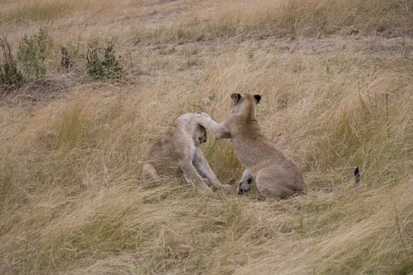 Jonge leeuwen spelen strijd in de masai mara — Stockfoto