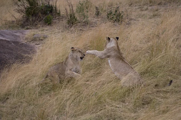 Unga lejon spela kampen i masai mara — Stockfoto