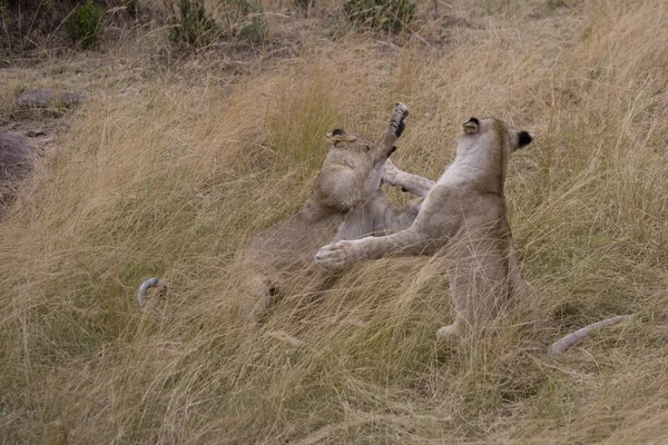 Jonge leeuwen spelen strijd in de masai mara — Stockfoto