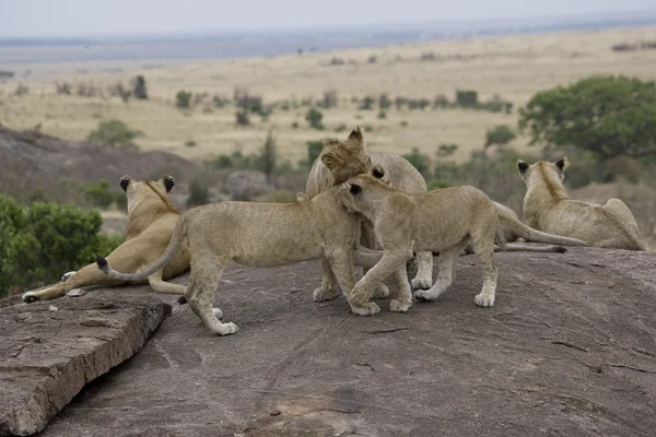 Lejon ungar spela i masai mara — Stockfoto