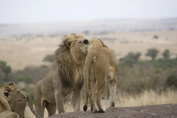 León orgullo Masai Mara - Kenia —  Fotos de Stock