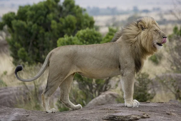 Male Lion in the Masai Mara — Stock Photo, Image