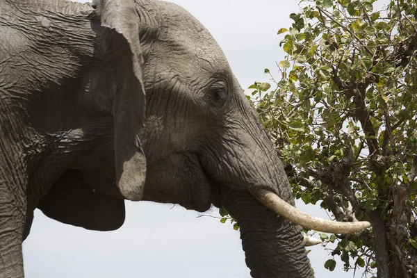 大象饲料马赛马拉的平原上 — 图库照片