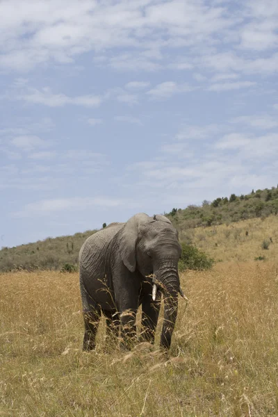 マサイマラ国立保護区の平野に象のフィードします。 — ストック写真