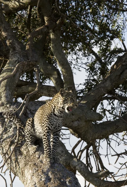 Leopard relaxing in a tree in the Masai Mara — Stock Photo, Image