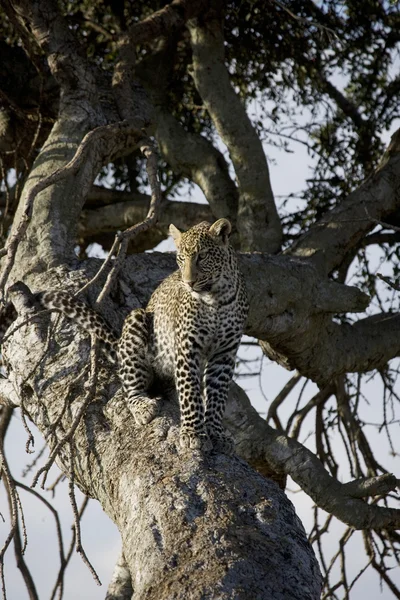 Leopard entspannt sich in einem Baum in der Masai Mara — Stockfoto