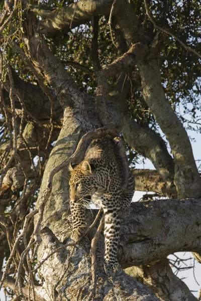 Λεοπάρδαλη σε ένα δέντρο στο το Μασάι Μάρα — Φωτογραφία Αρχείου