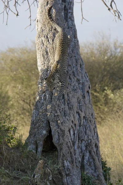 Leopard springt in der Masai-Mara von einem Baum — Stockfoto