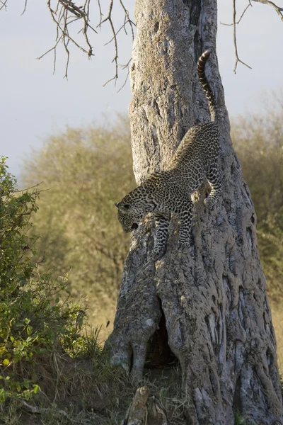 Leopardo bajando de un árbol en el Masai Mara —  Fotos de Stock