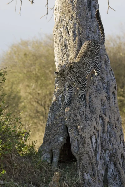 Леопард спускается с дерева в Масаи Мара — стоковое фото