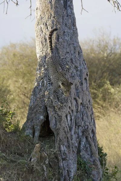 Leopardo saltando de uma árvore na Masai Mara — Fotografia de Stock