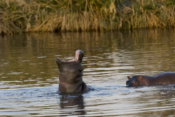 Hipopotam wyświetla dominacji — Zdjęcie stockowe