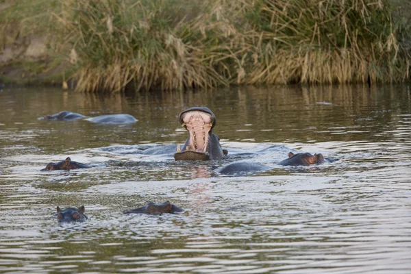 Hippo mostra dominanza — Foto Stock