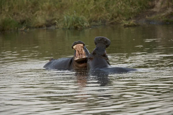 2 nijlpaarden strijd in het water — Stockfoto