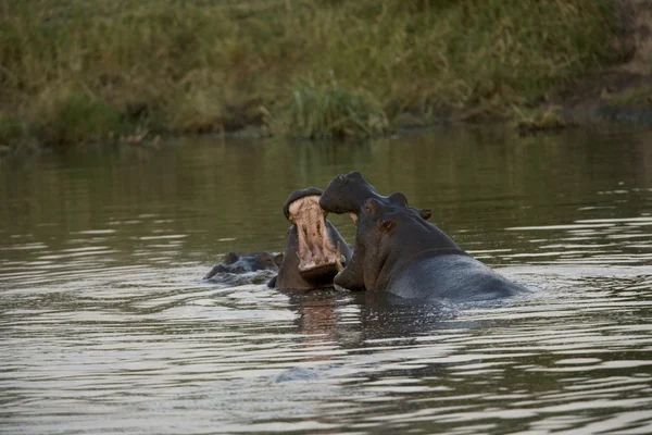 2 Hipopótamos lutam na água — Fotografia de Stock