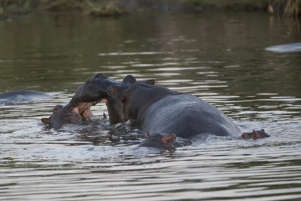 2 Hippopotames se battent dans l'eau — Photo