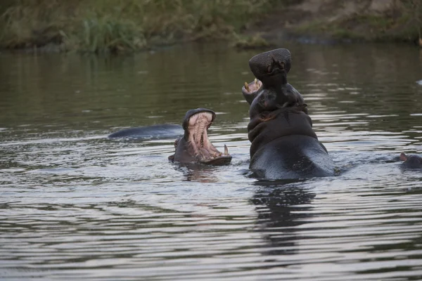 2 nijlpaarden strijd in het water — Stockfoto