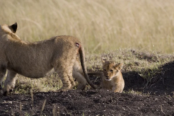Leões na Masai Mara - Quênia — Fotografia de Stock