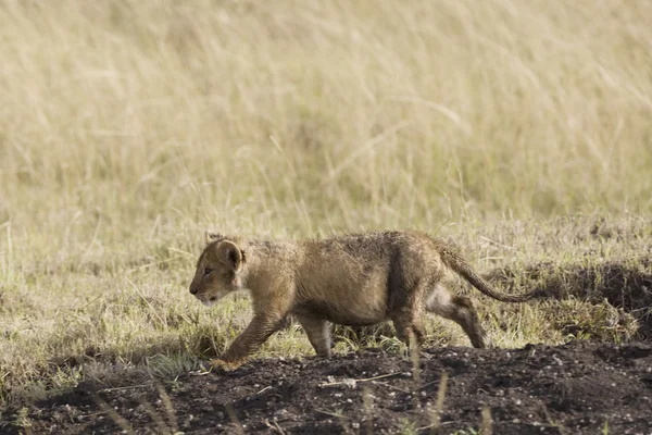 Cachorro león cruza el Masai Mara - Kenia — Foto de Stock