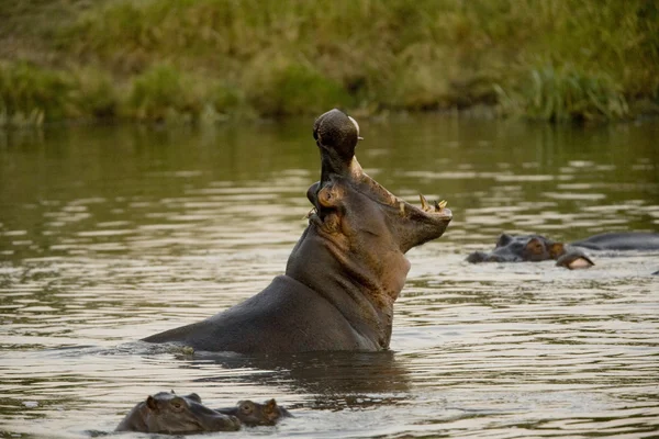 Hipopotam wyświetla dominacji — Zdjęcie stockowe