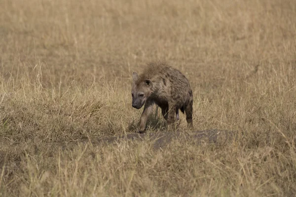 Hyène dans le Masai Mara — Photo