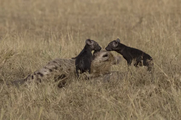 stock image Hyena and cub in the Masai Mara