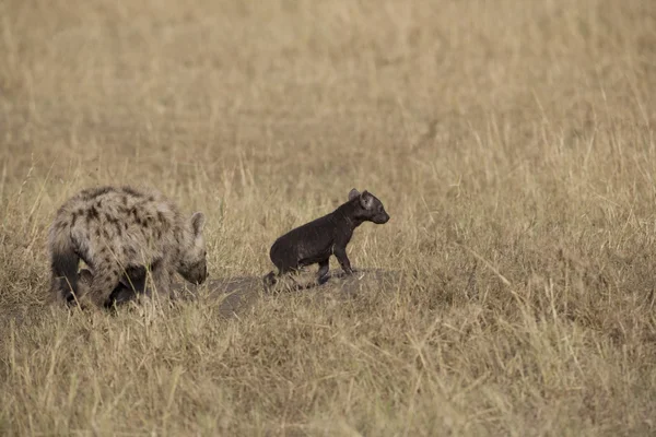 Hiena e filhote na Masai Mara — Fotografia de Stock