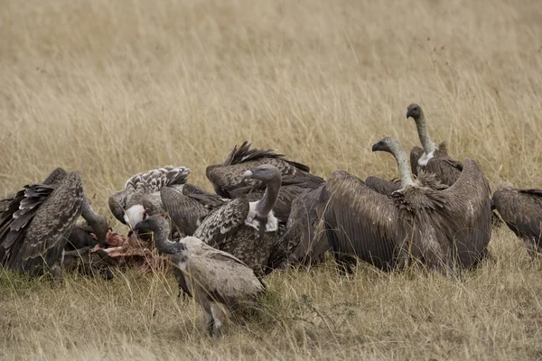 White backed vultures squabble in the Masai Mara — Stock Photo, Image