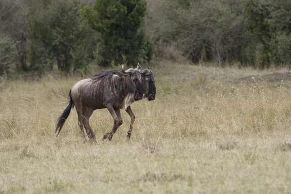 Wildebeest húmedo que corre hacia la Mara después de cruzar el río —  Fotos de Stock