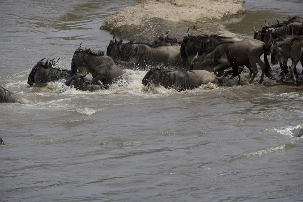 牛羚群穿越马拉河 — 图库照片