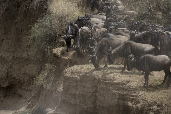 Wildebeest a punto de cruzar el río sobre la migración — Foto de Stock