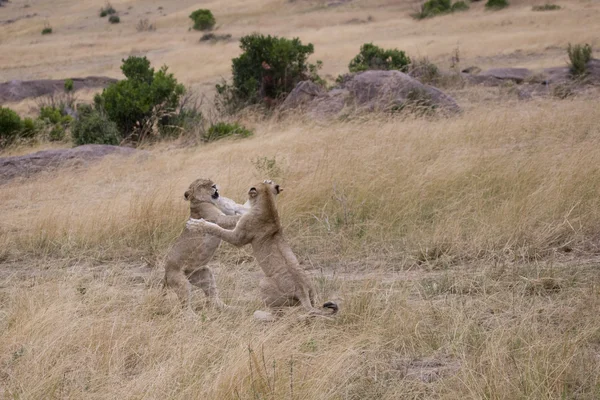 ヤングライオンズはマサイマラ国立保護区での戦いを再生します。 ロイヤリティフリーのストック画像