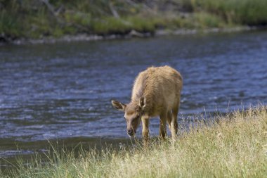 Elk Montana Nehri yanındaki grazes.