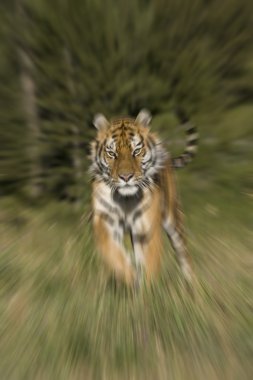 Siberian Tiger in pursuit clipart