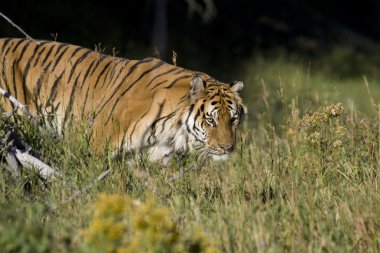 Sibirya kaplanı woodlands ortaya çıkıyor.