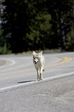 Coyote on road in Yellowstone clipart