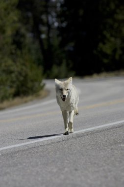 Coyote runs along a highway in Yellowstone clipart