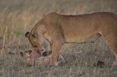 dişi aslan ve yavrusu, masai mara - kenya