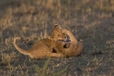 Aslan yavruları masai mara oynamak