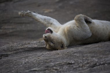 Young male Lion stretching in the Masai Mara clipart