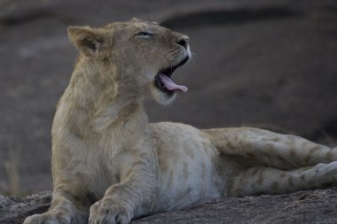 Young male Lion yawning in the Masai Mara clipart
