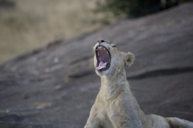 genç erkek aslan masai mara germe