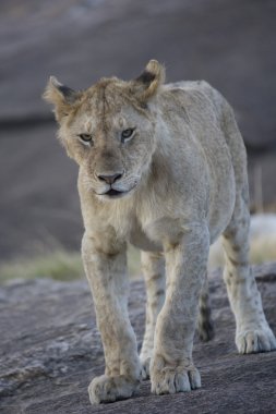 Masai Mara 'daki genç aslan.