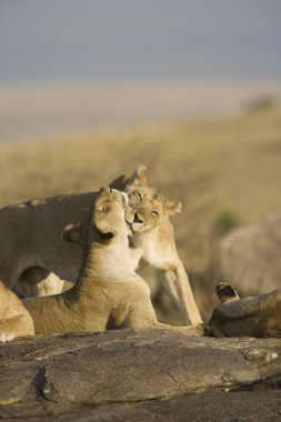Lion pride in the Masai Mara - Kenya clipart