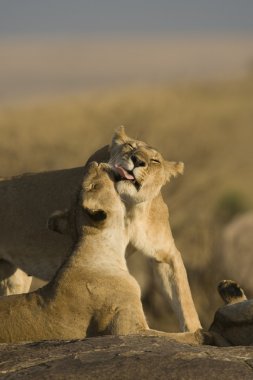 Lion pride Masai Mara - Kenya clipart